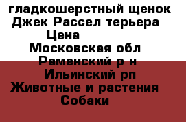 гладкошерстный щенок Джек Рассел терьера › Цена ­ 20 000 - Московская обл., Раменский р-н, Ильинский рп Животные и растения » Собаки   